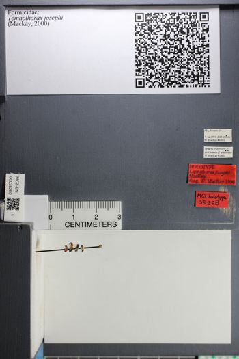 Media type: image;   Entomology 35268